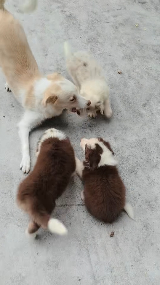 自家专业犬舍繁育的红陨石边牧咖啡色边牧。